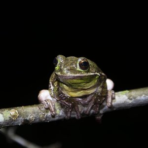Avatar for Barking Treefrog (Hyla gratiosa)