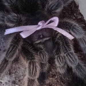 .birdeater. 的头像
