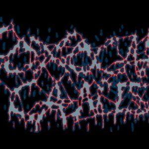 Toxocara Canis 的头像
