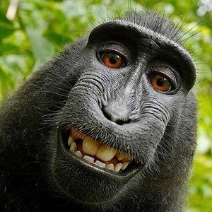 nigger