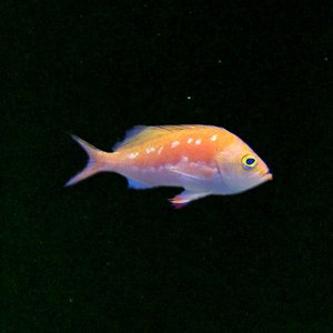 Goldefish 的头像