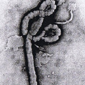 Ebola Is The Savior 的头像