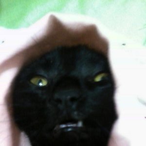 Avatar for MC Raldiney da Itoupava