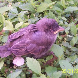 Avatar for Of Corvus Intent