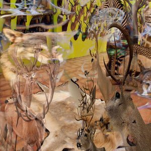 Taxidermy