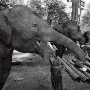 Bild für 'Thai Elephant Orchestra'