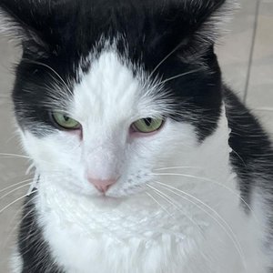 Cluttered Cat 的头像
