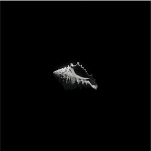 Sea Shell