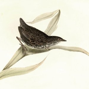 “noemata”的封面