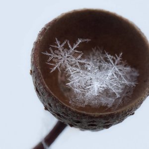 Sodai Sodai Leliumoj & Atlekia Elnias