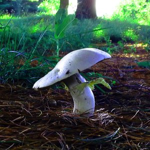 Mushrooms Are Alien Probes
