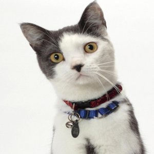 The Ballad of Toto the Tornado Kitten