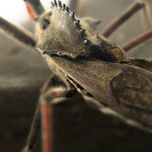 James Reetzke 的头像