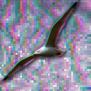Lost bird