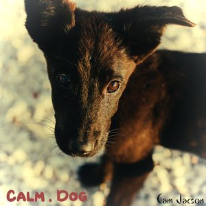 Calm. Dog