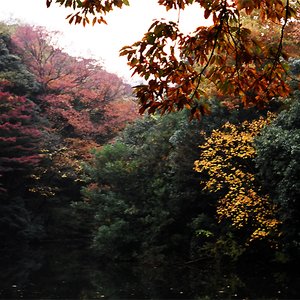 Pathways in the Inverted Forest