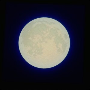 Pumpkin Bunny - Single