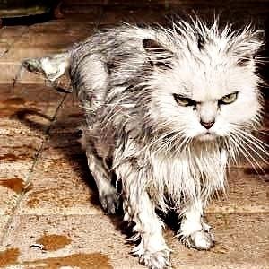 Dragging Cats 的头像