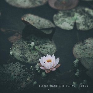 Lotus - Single