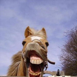 Avatar for Those Fucking Horses