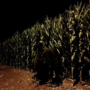 Avatar for The Rainbow Forest