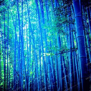 Blue Panda - Single