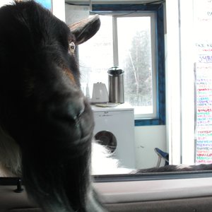 Image for 'GorillaFace'