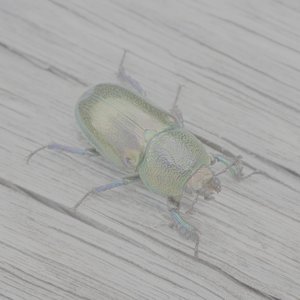 Larval Incantations - I