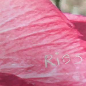 Ribs - Single