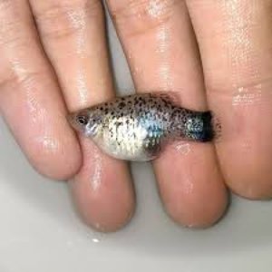 Long Sardine x Mr. Brightside