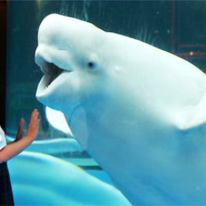 Bild för 'i'm afraid of whales'