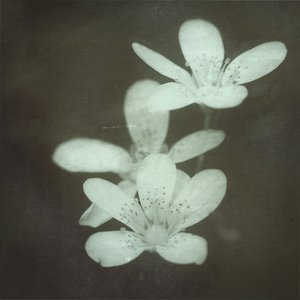 Where Her Flowers Still Bloom