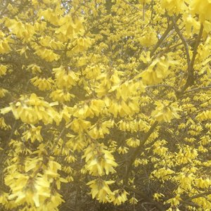 Forsythia