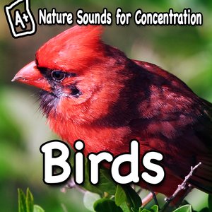 Nature Sounds for Concentration - Birds