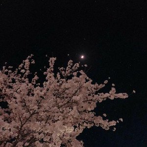 Velvet - Single