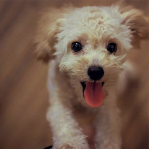 Calm Doggy 的头像