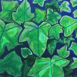 Ivy