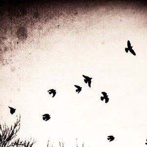 Avatar for Ties Of Senses FM