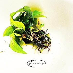Plantlife