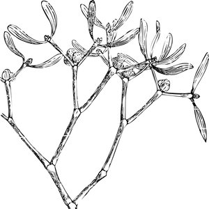 Golden Bough