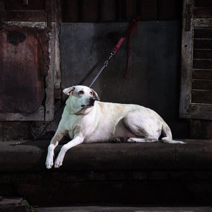 Feed My Dog - Single