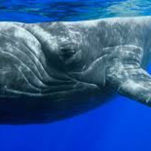 Amazing feeding calls and sounds performed by the Humpback Whale 的头像