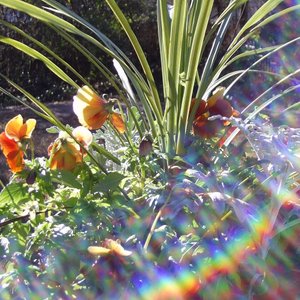 Placenta Magenta için avatar