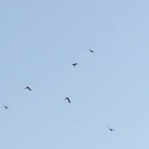 Signal Hill - Single