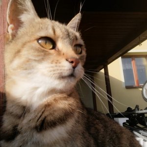 Trip VI: You Always Walk Alone