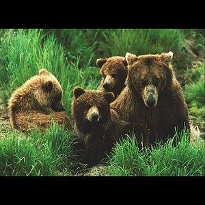 Bear Country