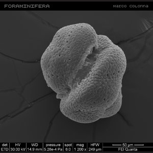 FORAMINIFERA