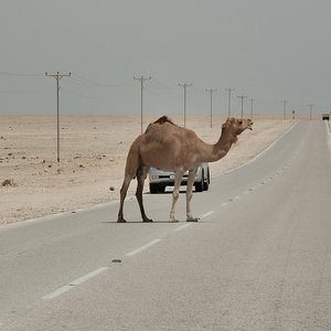 Camel$ on the Road
