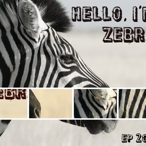 Hello, I'm Zebra 的头像