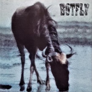 Botfly